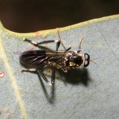 Exaireta spinigera (Garden Soldier Fly) at Nicholls, ACT - 1 Nov 2024 by AlisonMilton