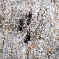 Iridomyrmex sp. (genus) (Ant) at Nicholls, ACT - 31 Oct 2024 by AlisonMilton