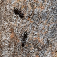 Iridomyrmex sp. (genus) at Nicholls, ACT - 1 Nov 2024