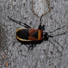 Dindymus versicolor (Harlequin Bug) at Nicholls, ACT - 1 Nov 2024 by AlisonMilton