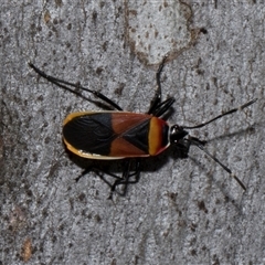 Dindymus versicolor (Harlequin Bug) at Nicholls, ACT - 31 Oct 2024 by AlisonMilton