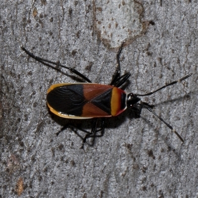 Dindymus versicolor (Harlequin Bug) at Nicholls, ACT - 1 Nov 2024 by AlisonMilton