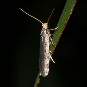 Hoplostega ochroma at Freshwater Creek, VIC - 20 Sep 2020