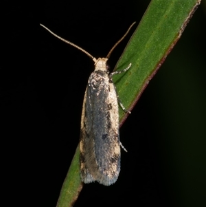 Hoplostega ochroma at Freshwater Creek, VIC - 20 Sep 2020