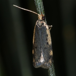 Hoplostega ochroma at Freshwater Creek, VIC - 20 Sep 2020