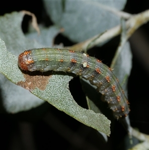 Mnesampela privata at Freshwater Creek, VIC - 20 Sep 2020