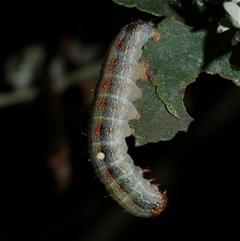 Mnesampela privata at Freshwater Creek, VIC - 20 Sep 2020