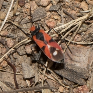 Melanerythrus mactans at Nicholls, ACT - 1 Nov 2024 10:27 AM