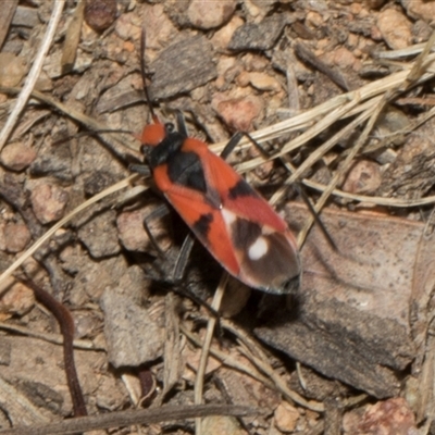 Melanerythrus mactans (A seed bug) at Nicholls, ACT - 31 Oct 2024 by AlisonMilton