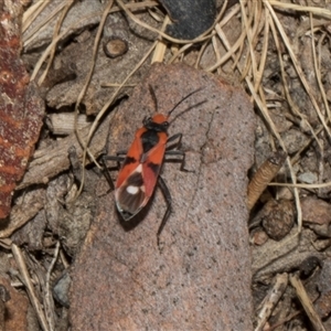 Melanerythrus mactans at Nicholls, ACT - 1 Nov 2024 10:27 AM