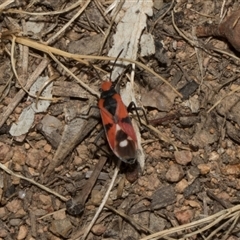 Melanerythrus mactans at Nicholls, ACT - 1 Nov 2024 10:27 AM