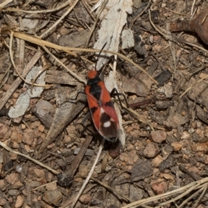 Melanerythrus mactans at Nicholls, ACT - 1 Nov 2024 10:27 AM