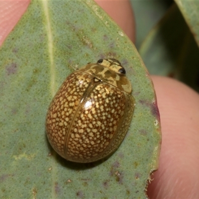 Paropsisterna cloelia (Eucalyptus variegated beetle) at Nicholls, ACT - 31 Oct 2024 by AlisonMilton