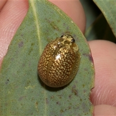 Paropsisterna cloelia at Nicholls, ACT - 1 Nov 2024