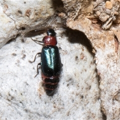 Melyridae (family) (Soft-winged flower beetle) at Nicholls, ACT - 1 Nov 2024 by AlisonMilton