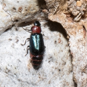 Melyridae (family) at Nicholls, ACT - 1 Nov 2024