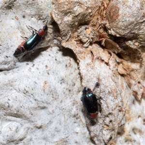 Melyridae (family) at Nicholls, ACT - 1 Nov 2024