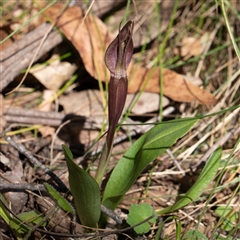 Chiloglottis sp. (A Bird/Wasp Orchid) at Uriarra, NSW - 3 Nov 2024 by Sarah2019