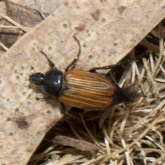 Phyllotocus sp. (genus) (Nectar scarab) at Nicholls, ACT - 31 Oct 2024 by AlisonMilton