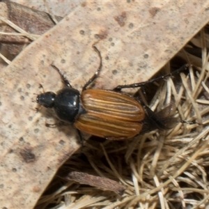 Phyllotocus rufipennis at Nicholls, ACT - 1 Nov 2024 09:14 AM