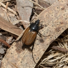 Phyllotocus rufipennis at Nicholls, ACT - 1 Nov 2024 09:14 AM