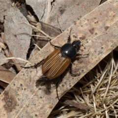 Phyllotocus rufipennis at Nicholls, ACT - 1 Nov 2024 09:14 AM