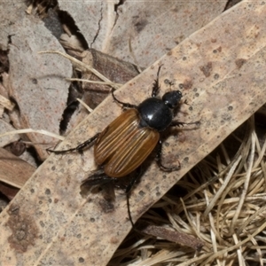 Phyllotocus rufipennis at Nicholls, ACT - 1 Nov 2024 09:14 AM