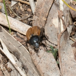 Phyllotocus rufipennis at Nicholls, ACT - 1 Nov 2024 09:14 AM