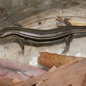 Acritoscincus duperreyi at Freshwater Creek, VIC by WendyEM