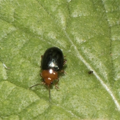 Alticini (tribe) (Unidentified flea beetle) at Nicholls, ACT - 31 Oct 2024 by AlisonMilton