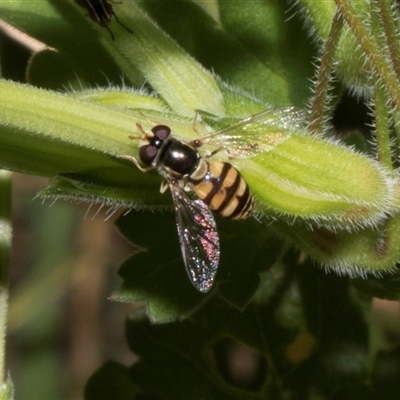 Simosyrphus grandicornis (Common hover fly) at Nicholls, ACT - 1 Nov 2024 by AlisonMilton