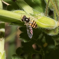 Simosyrphus grandicornis at Nicholls, ACT - 1 Nov 2024 09:20 AM