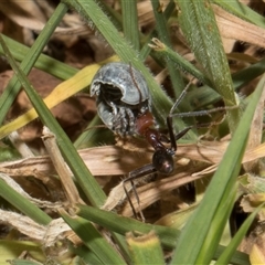 Iridomyrmex purpureus (Meat Ant) at Nicholls, ACT - 1 Nov 2024 by AlisonMilton