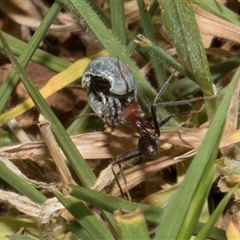 Iridomyrmex purpureus (Meat Ant) at Nicholls, ACT - 31 Oct 2024 by AlisonMilton