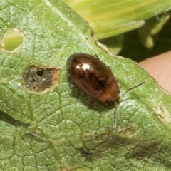 Unidentified Leaf beetle (Chrysomelidae) at Nicholls, ACT - 31 Oct 2024 by AlisonMilton