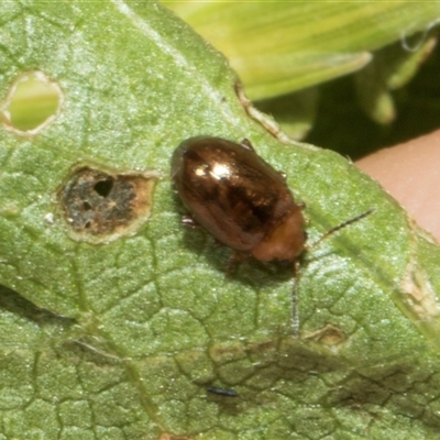 Unverified Leaf beetle (Chrysomelidae) at Nicholls, ACT - 1 Nov 2024 by AlisonMilton