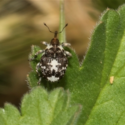 Mogulones geographicus (Paterson's Curse root weevil) at Nicholls, ACT - 1 Nov 2024 by AlisonMilton