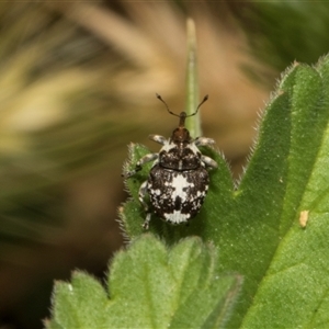 Mogulones geographicus at Nicholls, ACT - 1 Nov 2024 09:26 AM