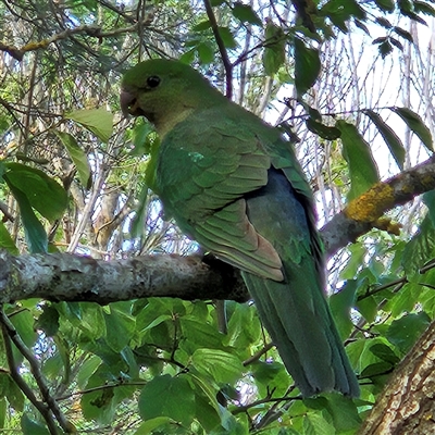 Alisterus scapularis (Australian King-Parrot) at Braidwood, NSW - 3 Nov 2024 by MatthewFrawley