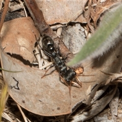 Myrmecia sp., pilosula-group (Jack jumper) at Nicholls, ACT - 1 Nov 2024 by AlisonMilton