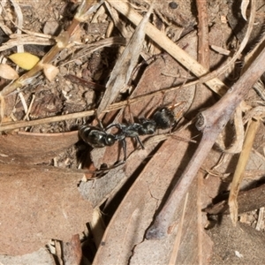 Myrmecia sp., pilosula-group at Nicholls, ACT - 1 Nov 2024