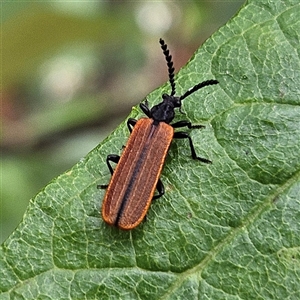 Porrostoma rhipidium at Monga, NSW - 3 Nov 2024