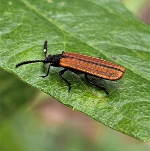 Porrostoma rhipidium at Monga, NSW - 3 Nov 2024