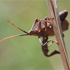 Amorbus (genus) (Eucalyptus Tip bug) at Hughes, ACT - 3 Nov 2024 by LisaH