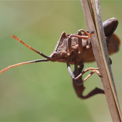 Amorbus sp. (genus) (Eucalyptus Tip bug) at Hughes, ACT - 3 Nov 2024 by LisaH