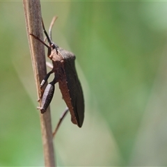 Amorbus sp. (genus) at Hughes, ACT - 3 Nov 2024