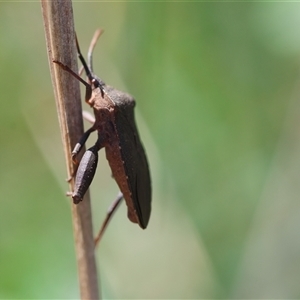 Amorbus sp. (genus) at Hughes, ACT - 3 Nov 2024