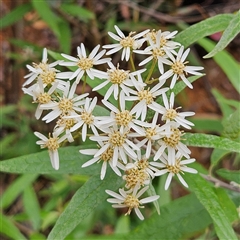 Olearia lirata (Snowy Daisybush) at Monga, NSW - 3 Nov 2024 by MatthewFrawley