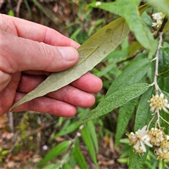 Olearia lirata at Monga, NSW - 3 Nov 2024