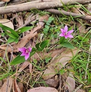 Schelhammera undulata at Monga, NSW - 3 Nov 2024